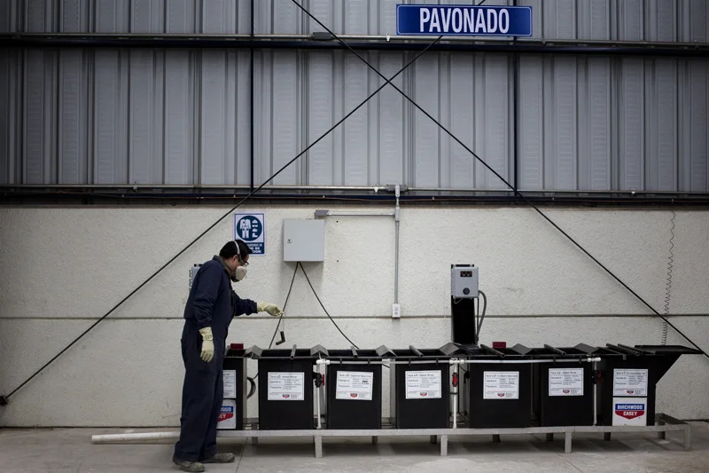 pavonado 1.jpg