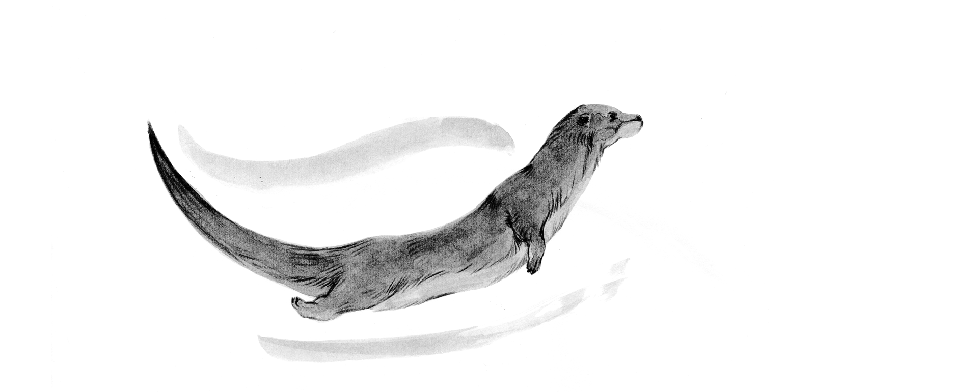 Otter_schwimmend_Tusche.gif