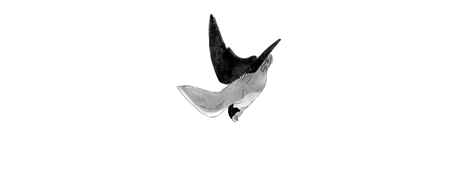 Wanderfalken_Korr_Sturzflug.gif