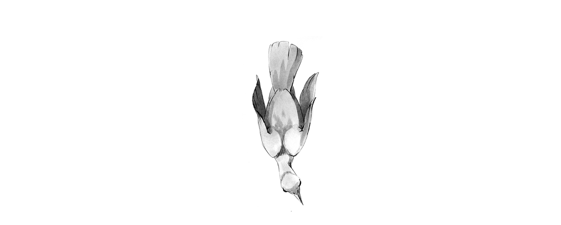 WasserAmsel_Tusche_Anim_0.2sek.gif