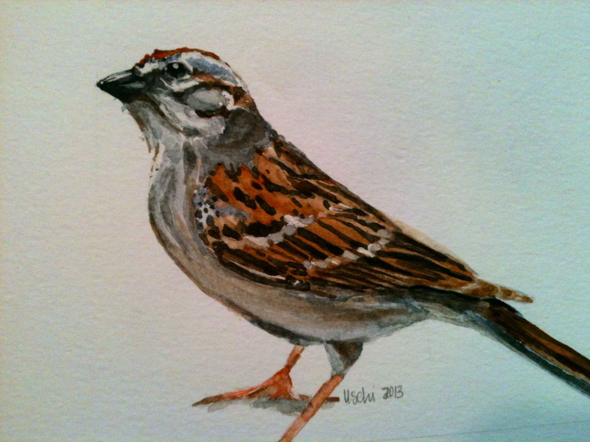 Consider the Sparrow, watercolor, 2013