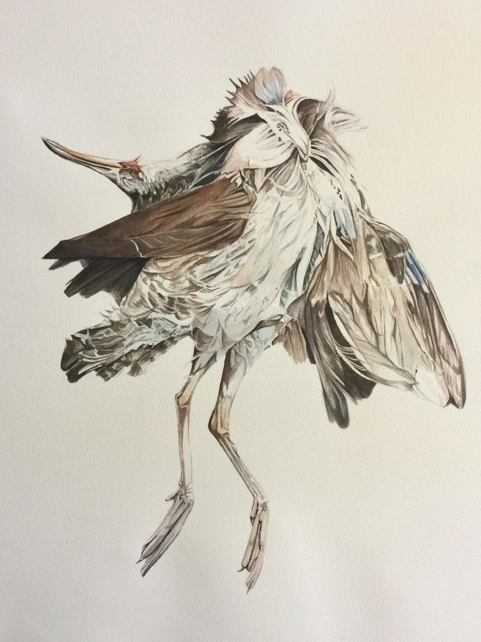 What Happens to Birds During Hurricanes?