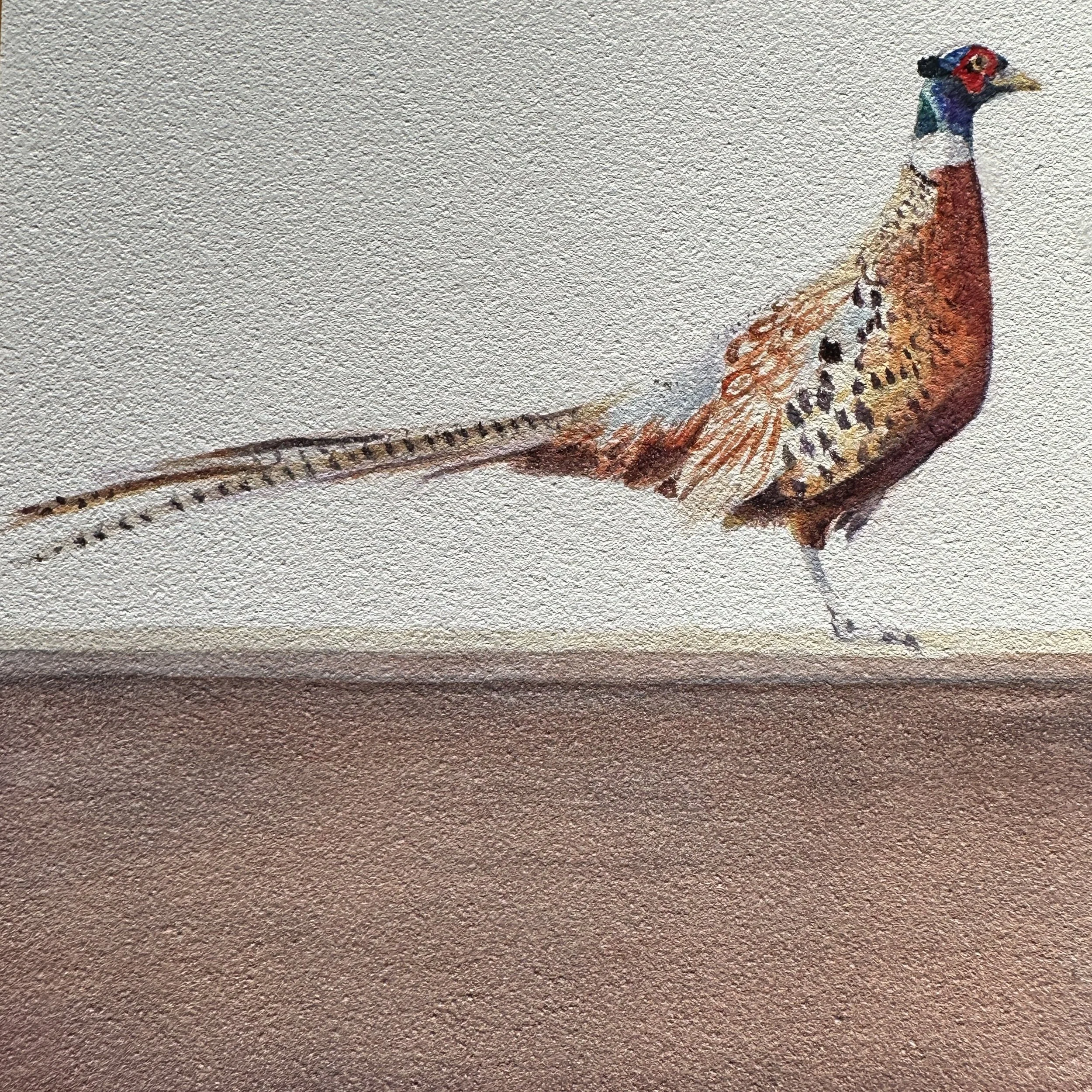 Pheasant 
