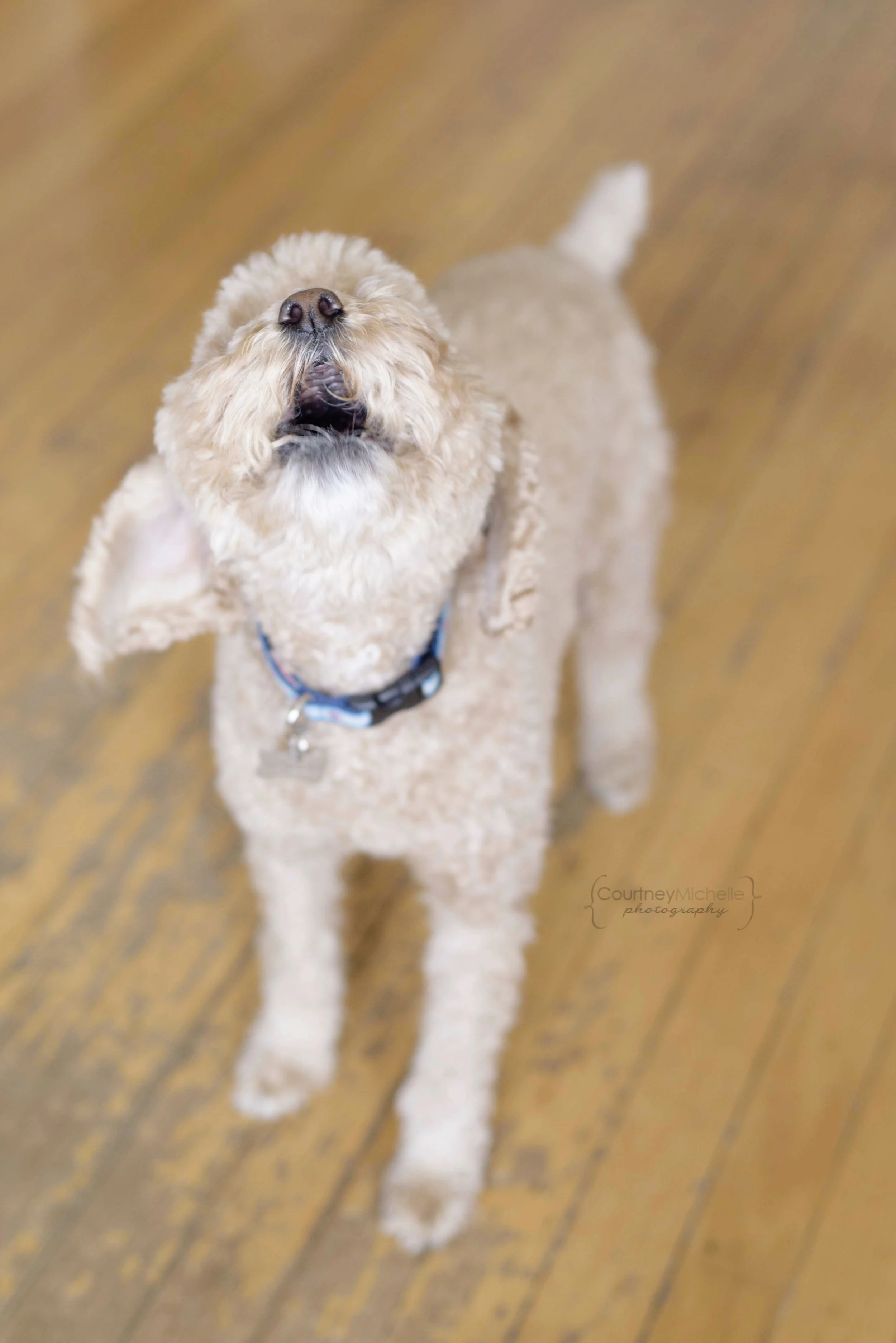 dog_barking_chicago_pet_photography_by_Courtney_Laper©COPYRIGHTCMP-0725.jpg