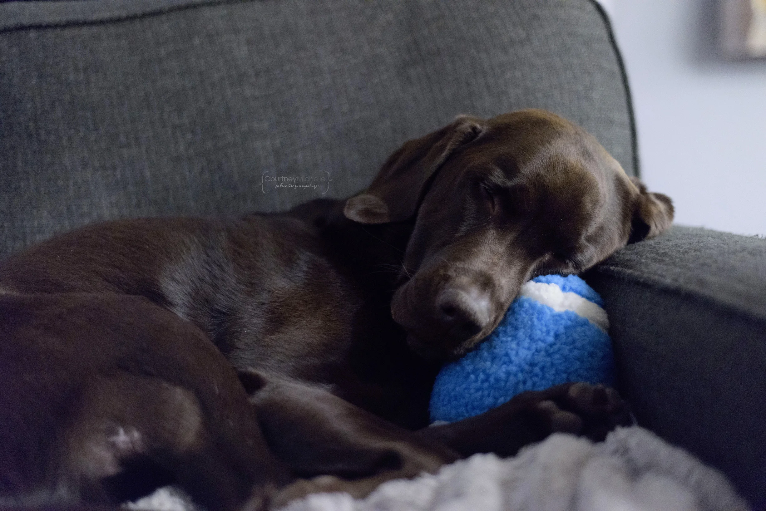 chicago-dog-photographer-chocolate-lab-photography-by-courtney-laper©COPYRIGHTCMP-1742.jpg