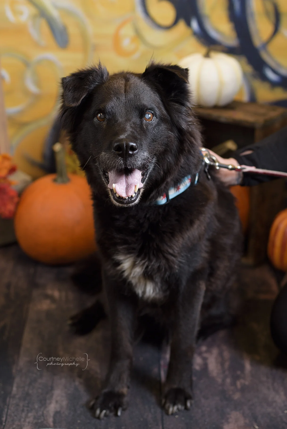 ©CopyrightCMP_Alive_Halloween5182-5.jpg
