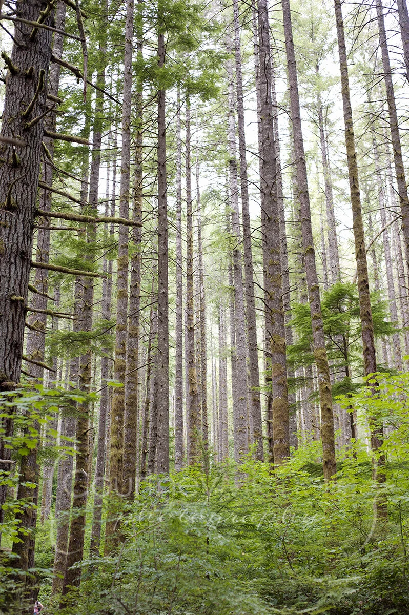 seattle-tree-groveCOPYRIGHTCMP-6626.jpg