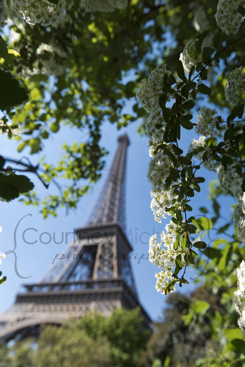 eiffel tower framed by greenery