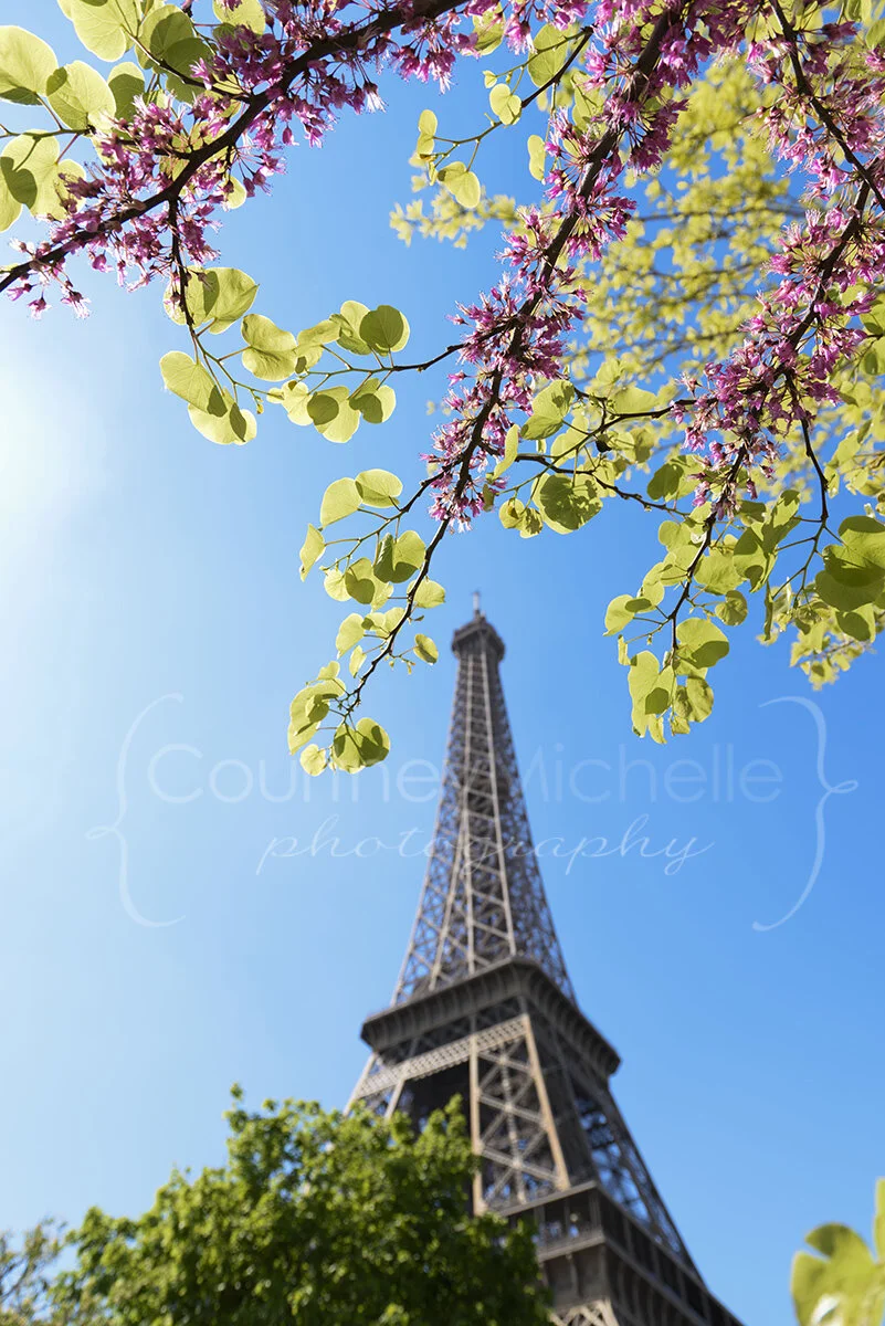 Redbud Framing Eiffel Tower