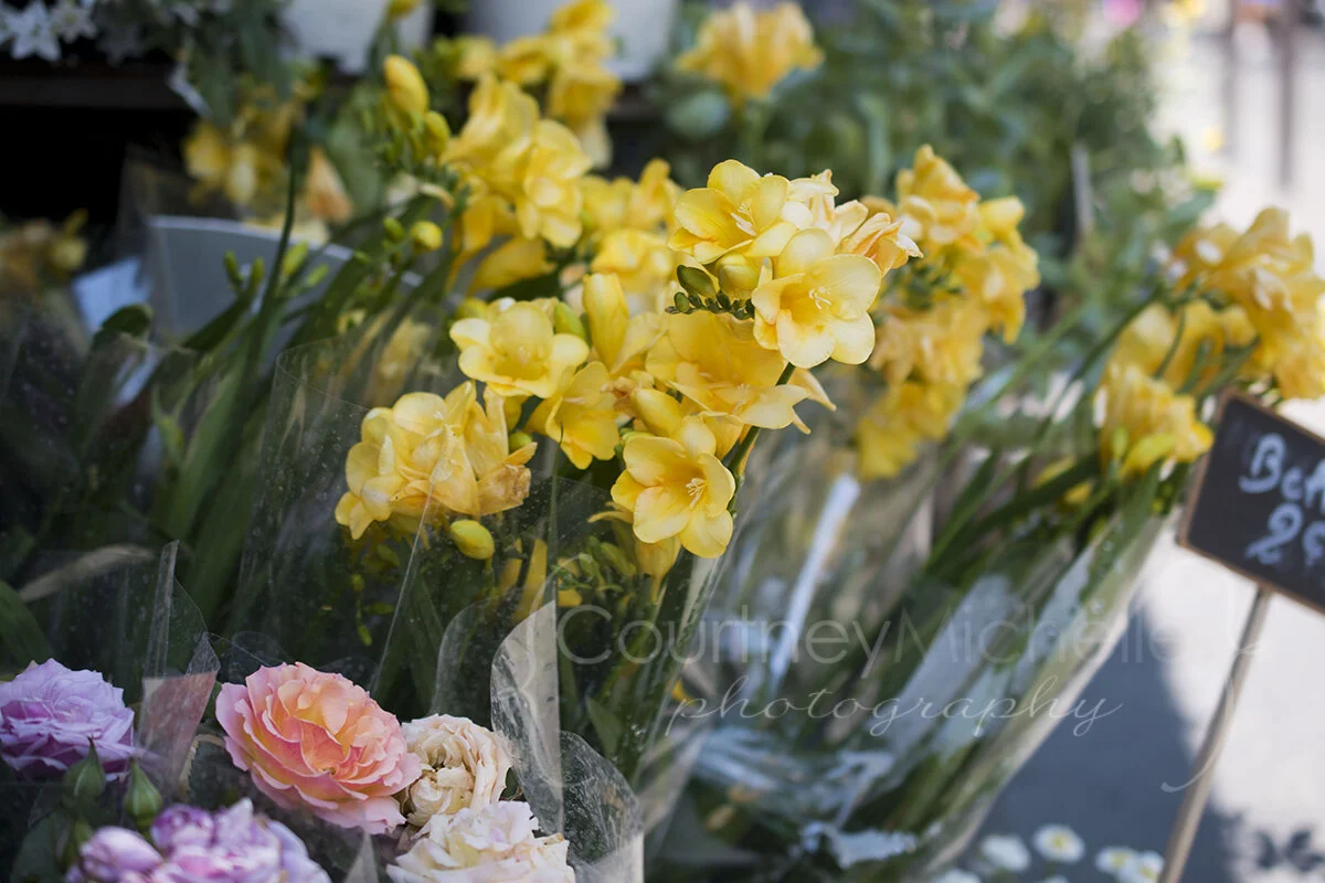 paris-freesia©CopyrightCMP_2019-6294.jpg