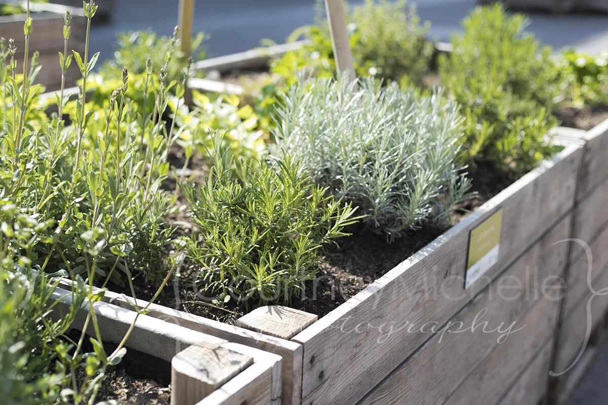 raised herb garden in paris