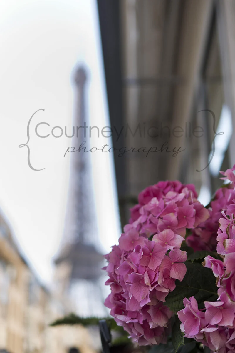 hydrangea with eiffel tower behind