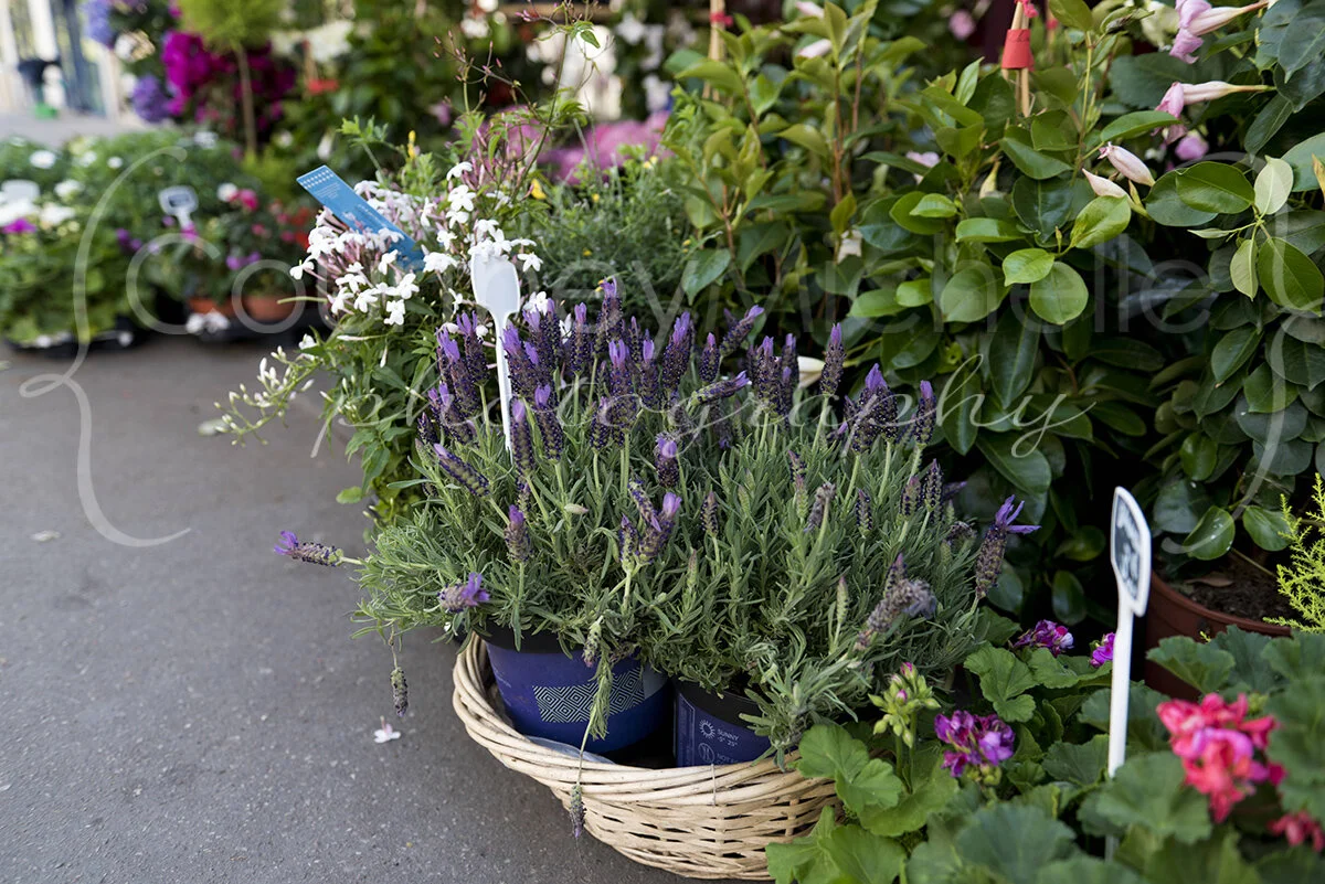 paris-lavender-out-front-of-flower-market©CopyrightCMP_2019-4944.jpg