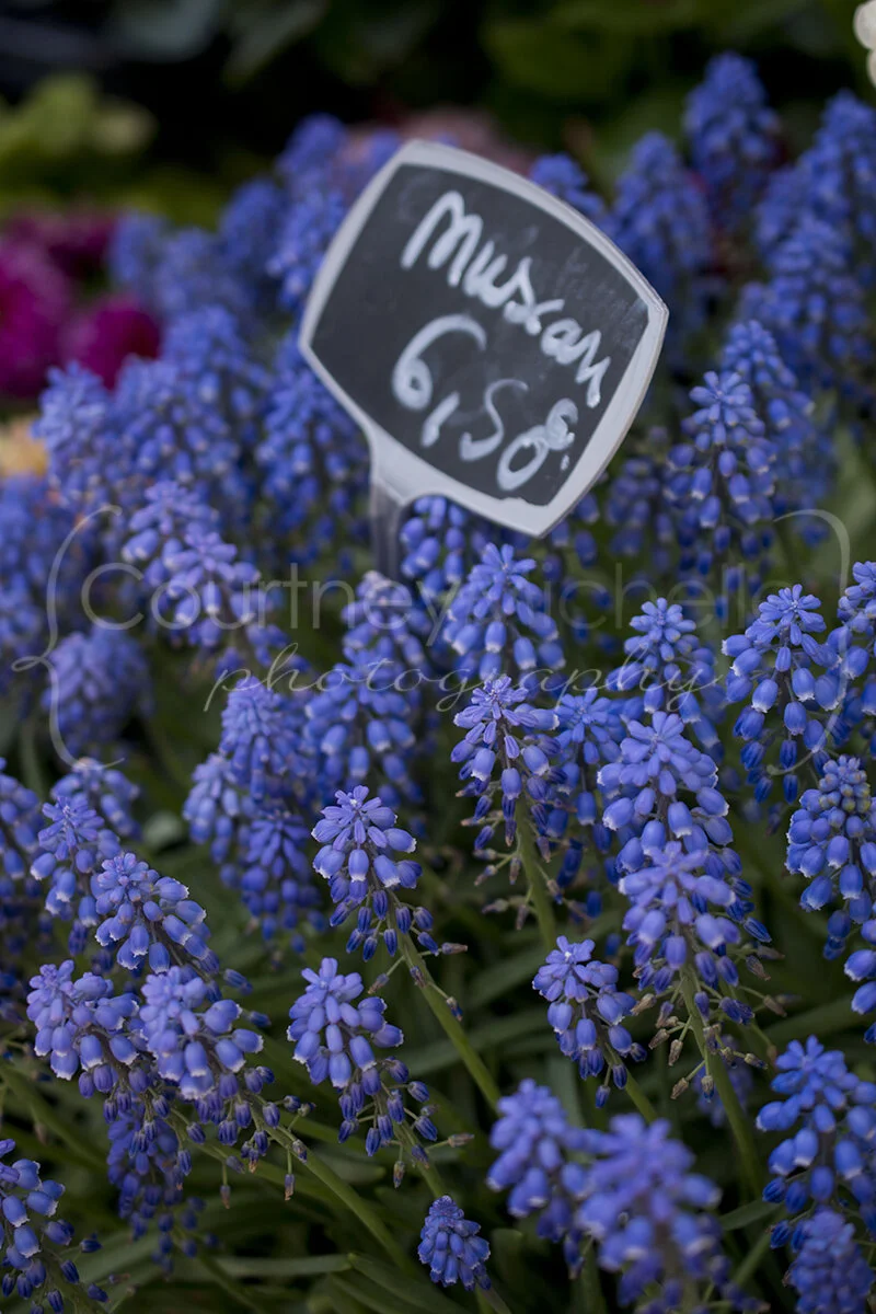 springtime muscari in paris