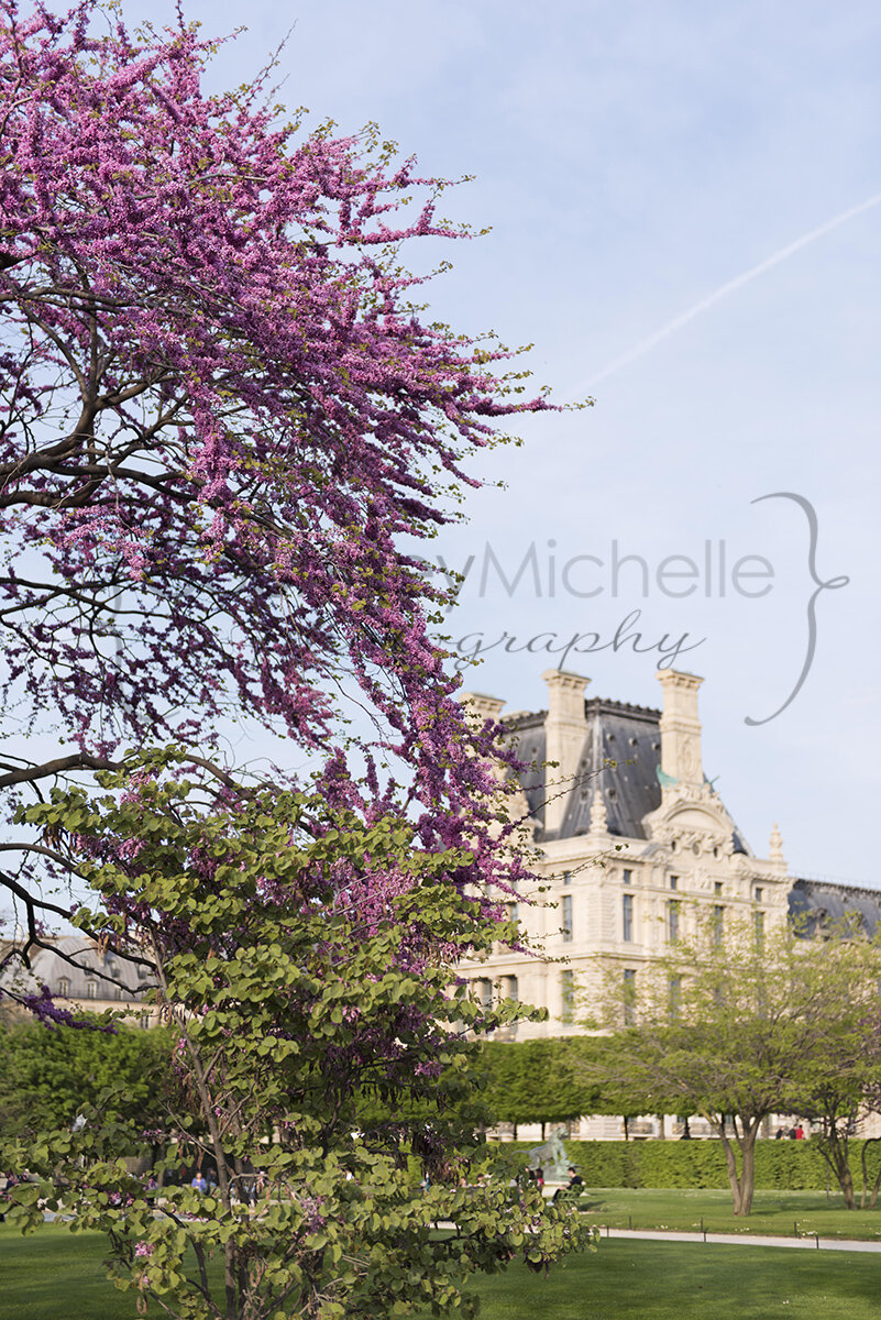 paris-redbud-in-front-of-the-louvre©COPYRIGHTCMP-2019-paris-photographer-5641.jpg