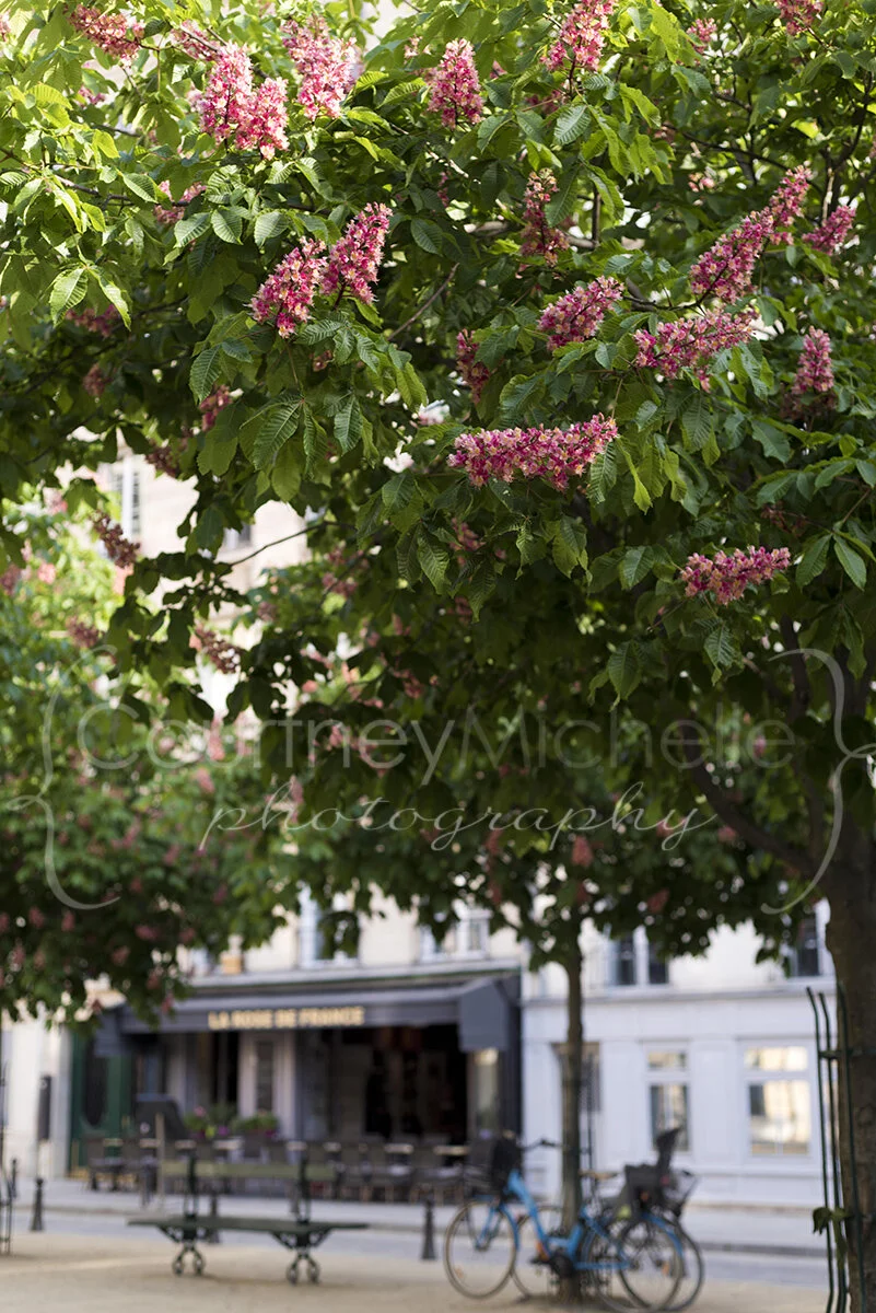 paris-scene©COPYRIGHTCMP-2019-paris-photographer-6740.jpg
