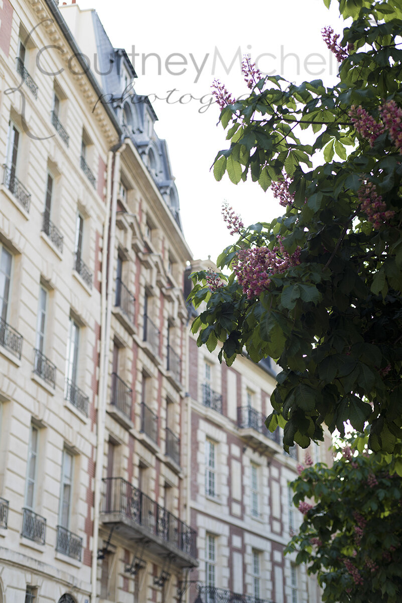 paris-spring-blooms-and-buildings©COPYRIGHTCMP-2019-paris-photographer-6753.jpg