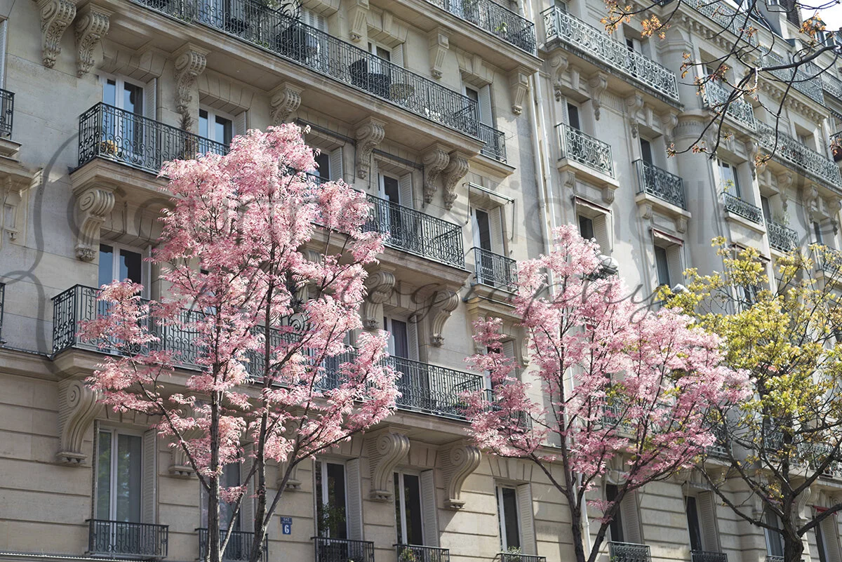 paris-springtime-blossoms©CopyrightCMP_2019-5016.jpg