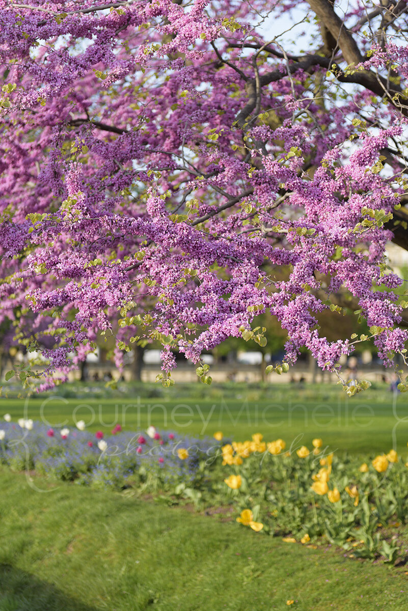 paris-springtime-redbud-and-tulips-Tuileries-Garden