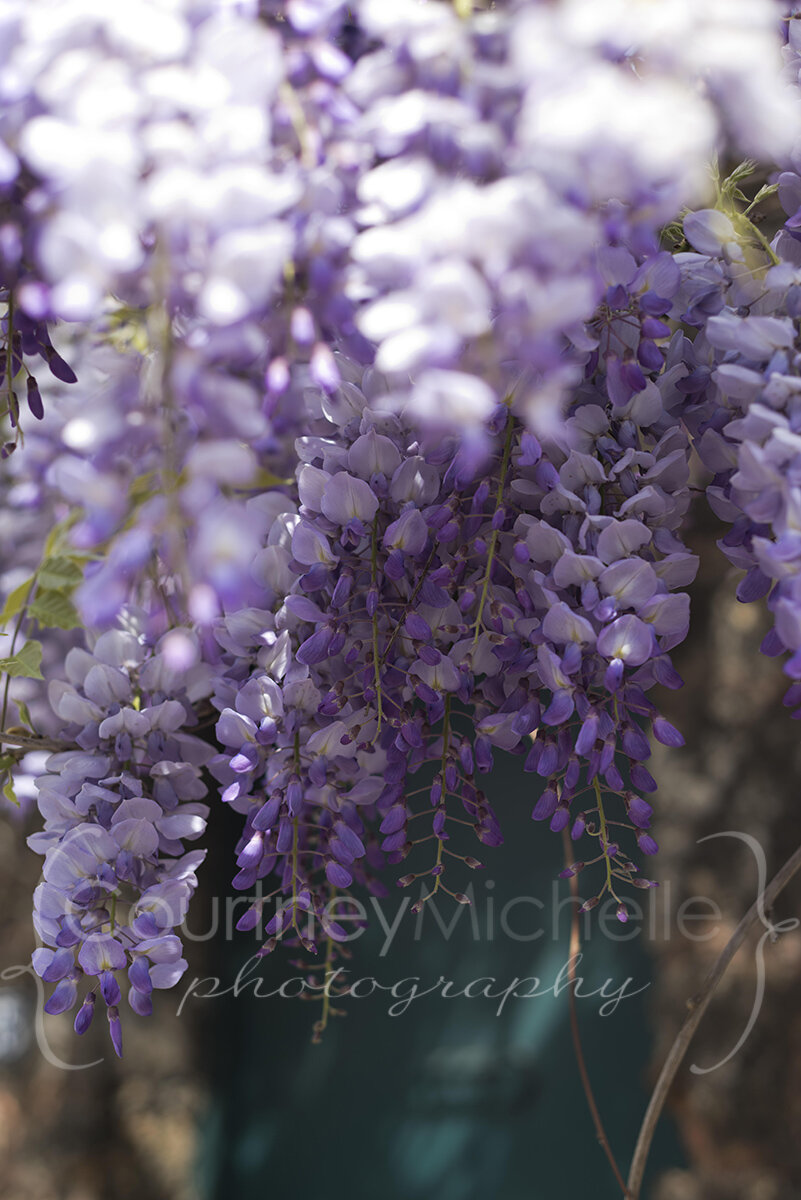 wisteria on a teal door in versailles france