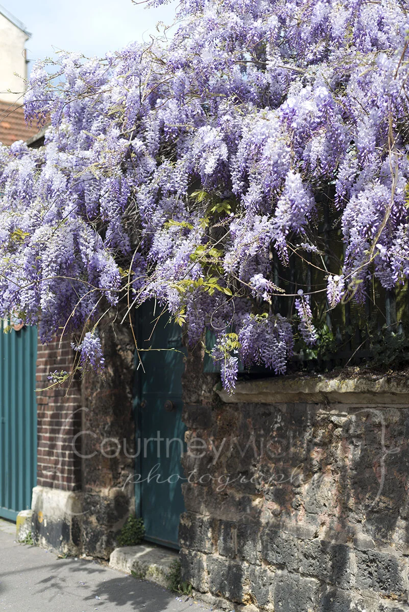 cascading wisteria in france