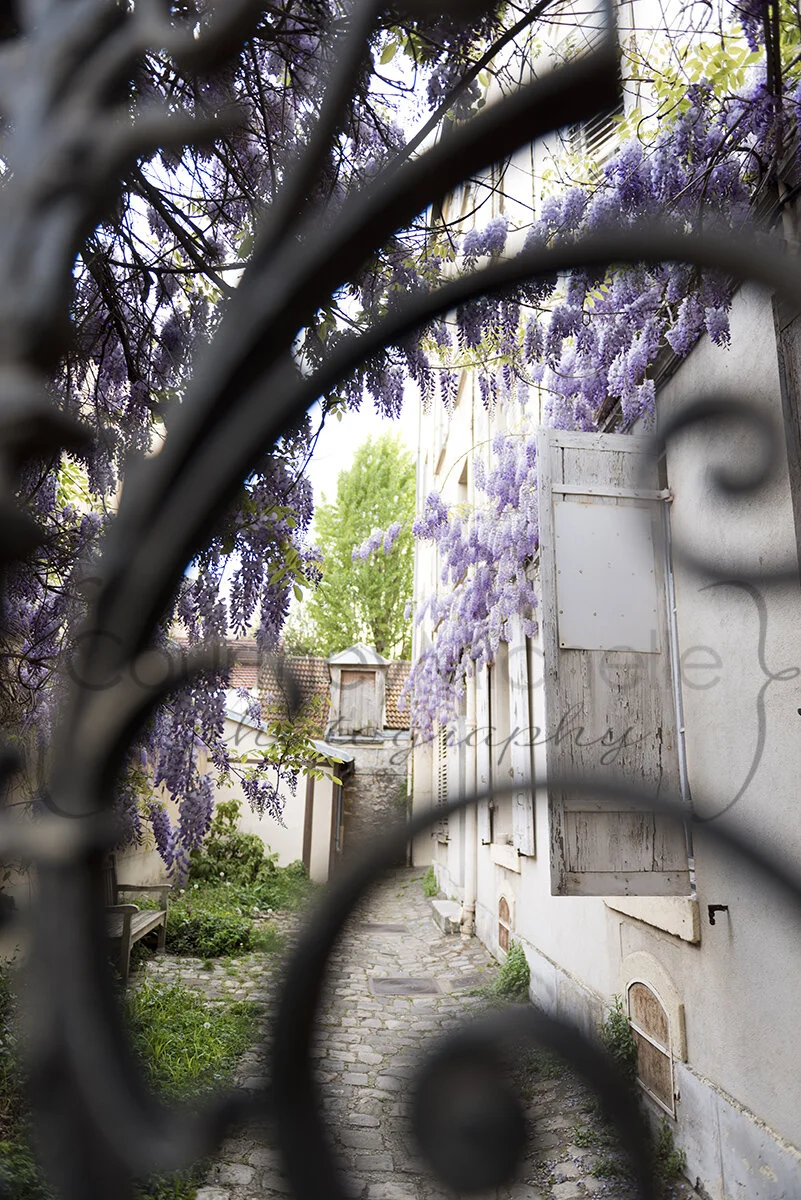 paris-wisteria©COPYRIGHTCMP-2019-paris-photographer-6669.jpg