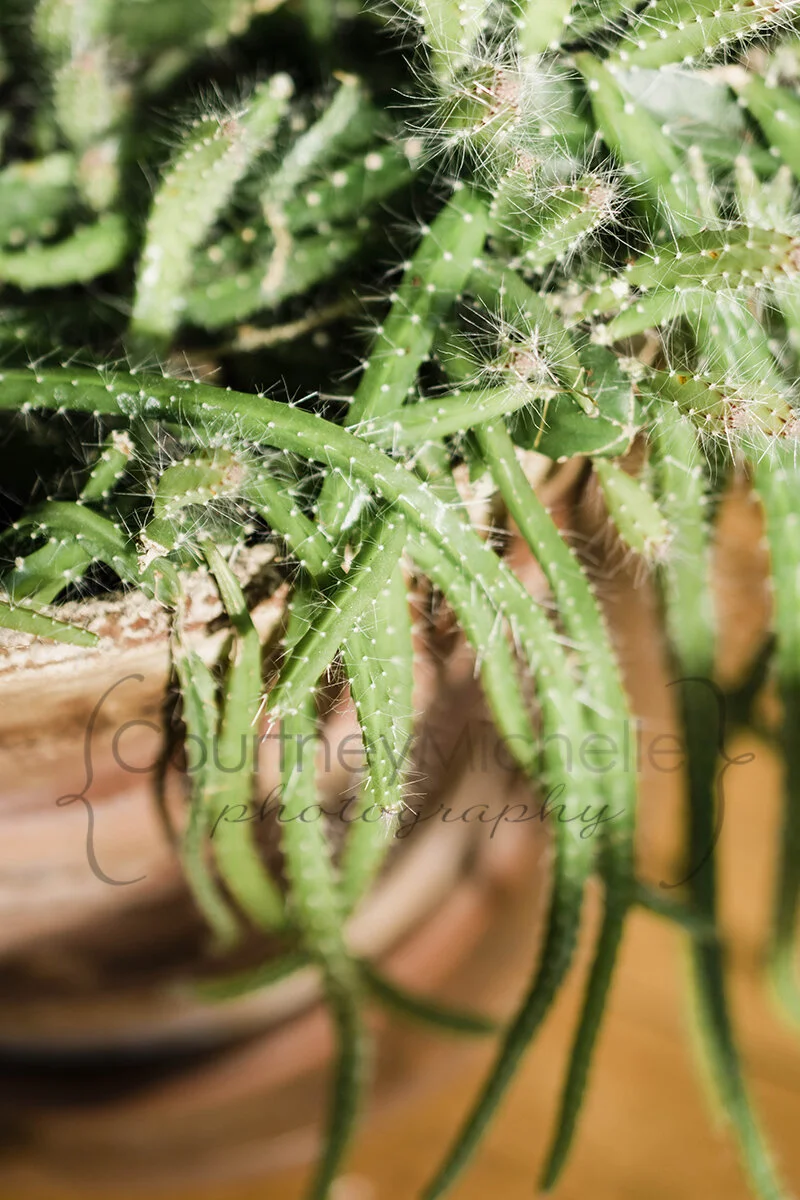 dog tail cactus succulent in terra cota pot