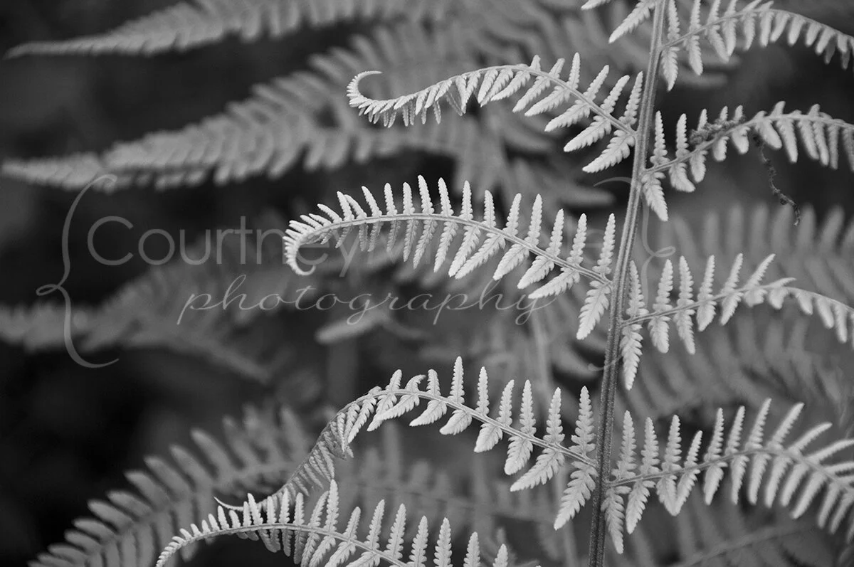 black and white layers of ferns