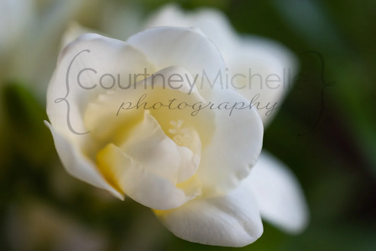 freesia-copyrightcmp_DSC3365.jpg
