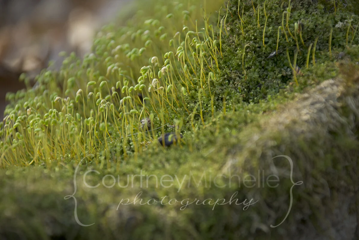 moss-on-tree-stumpCOPYRIGHTCMP-0231.jpg