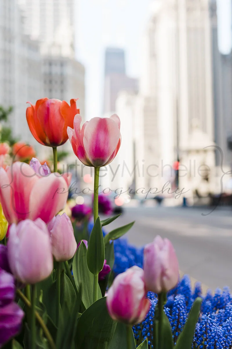 michigan-avenue-tulips-courtney-laper-2020©CopyrightCMP-8597.jpg