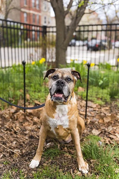 chicago-lifestyle-pet-photographer-courtney-laper©COPYRIGHTCMP2022-20220424-9582-33.jpg