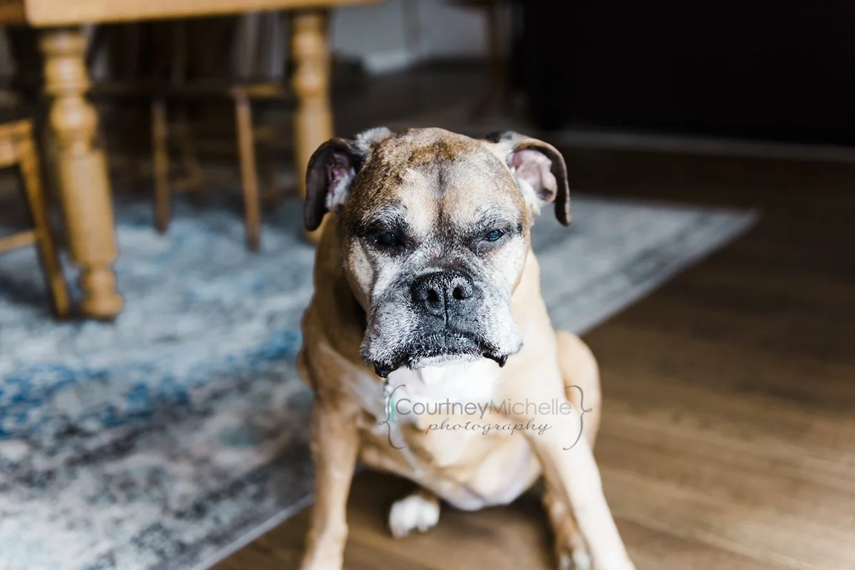chicago-lifestyle-pet-photographer-courtney-laper©COPYRIGHTCMP2022-20220424-9654-47.jpg