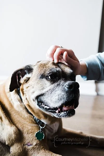 chicago-lifestyle-pet-photographer-courtney-laper©COPYRIGHTCMP2022-20220424-9760-82.jpg