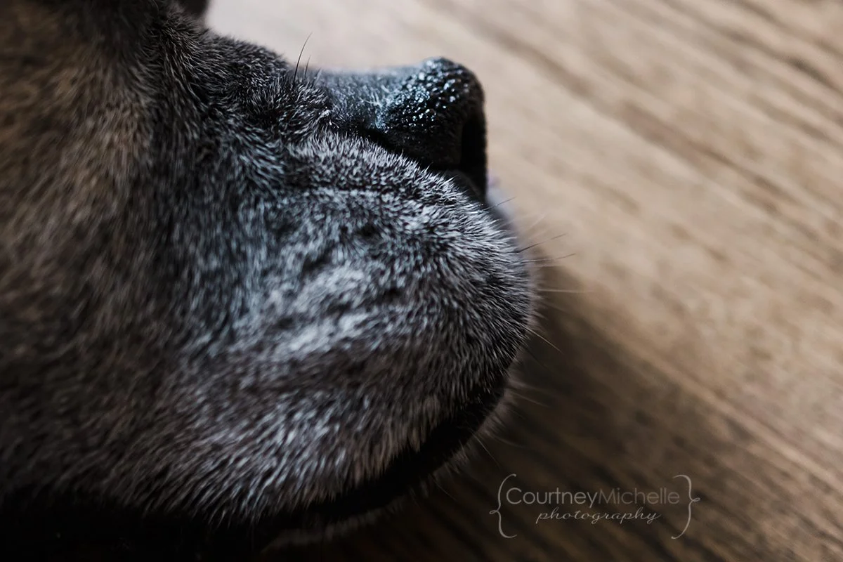 chicago-lifestyle-pet-photographer-courtney-laper©COPYRIGHTCMP2022-20220424-9771-88.jpg