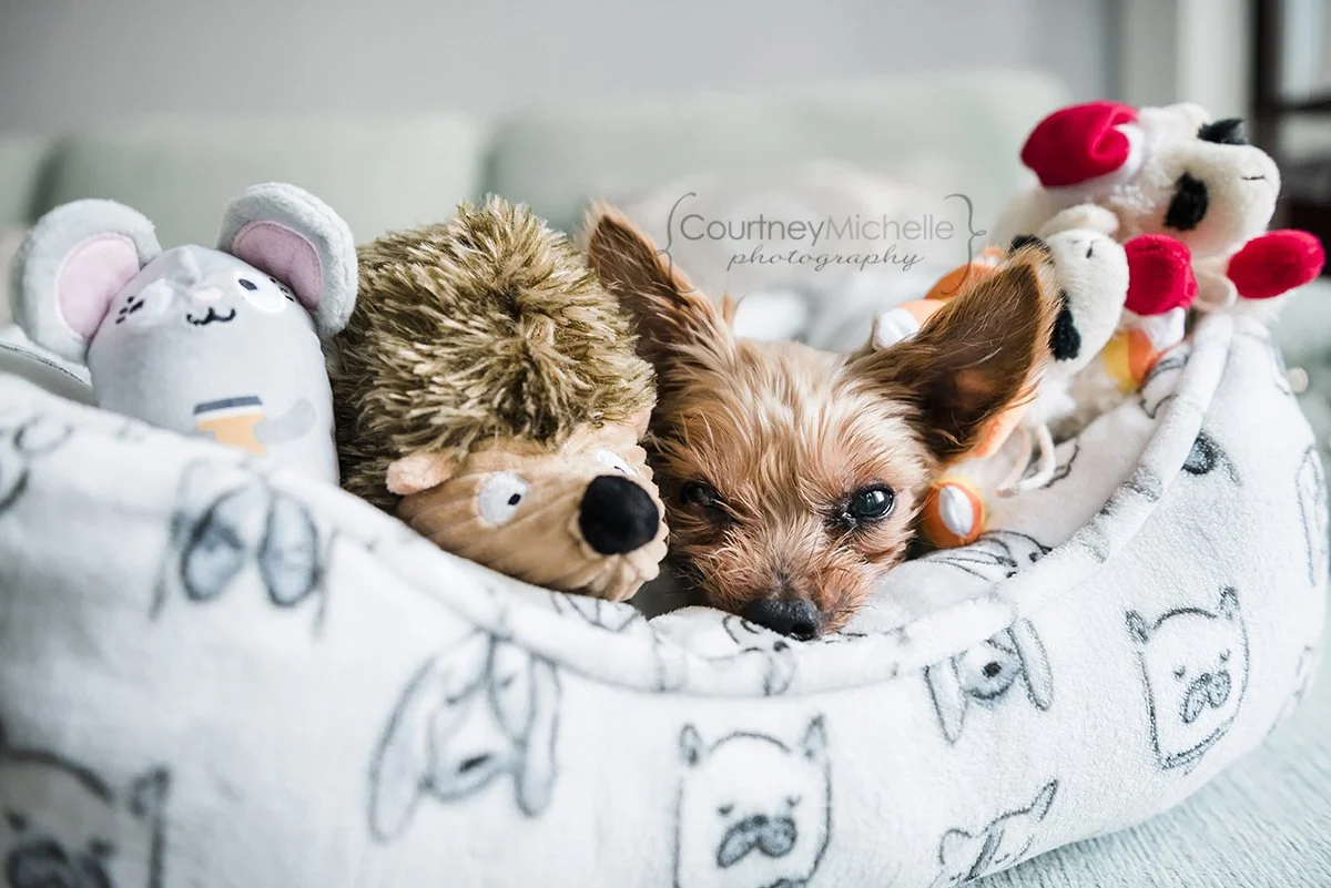 chicago-pet-memorial-photographer©COPYRIGHTCMP2023-Lucky20230131-8809-15.jpg