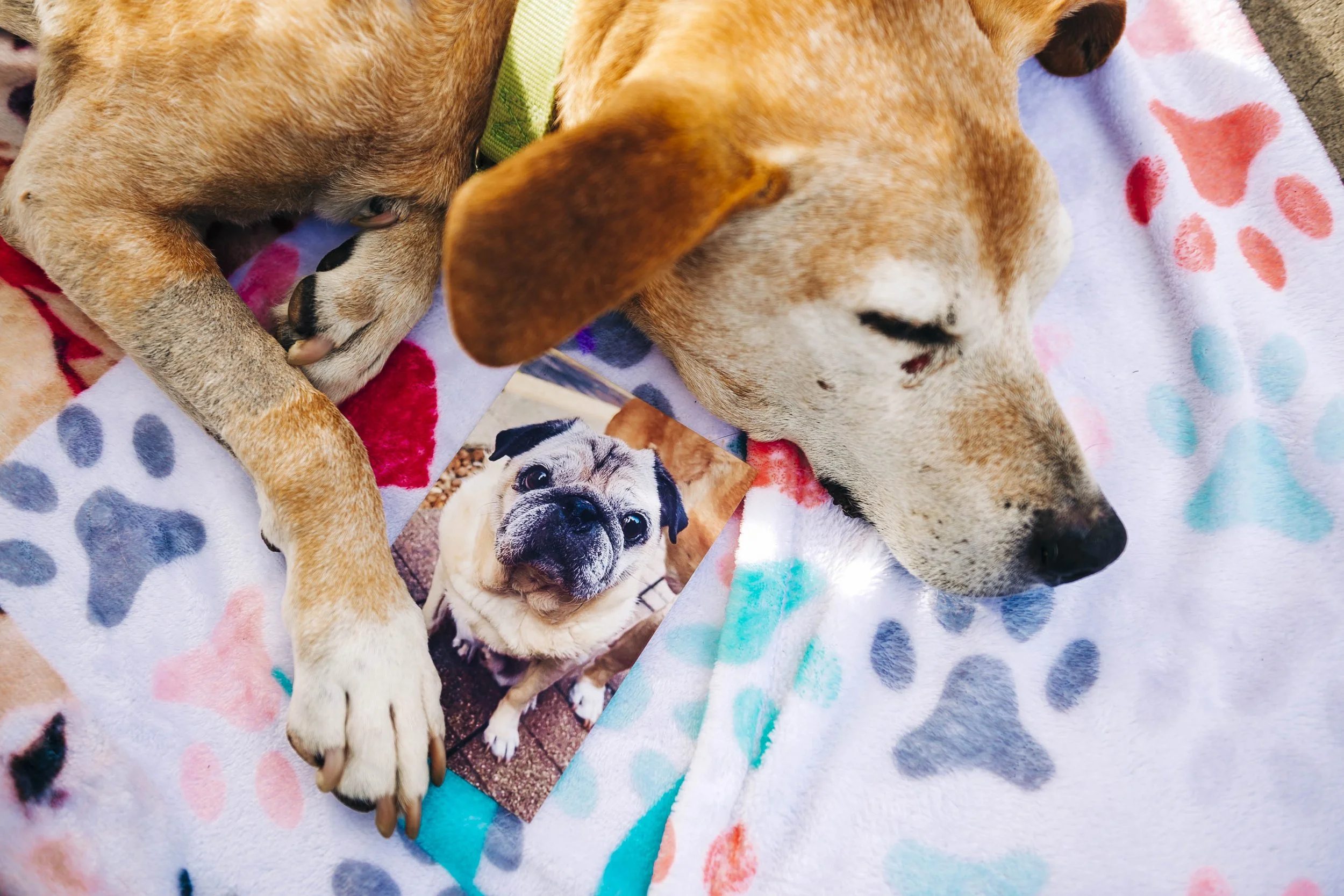 chicago-pet-maternity-newborn-photographer-courtney-laper-2023©CopyrightCMP-92.jpg