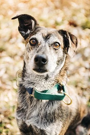 ©COPYRIGHTCMP2023-chicago-pet-photographer-0917-13.jpeg