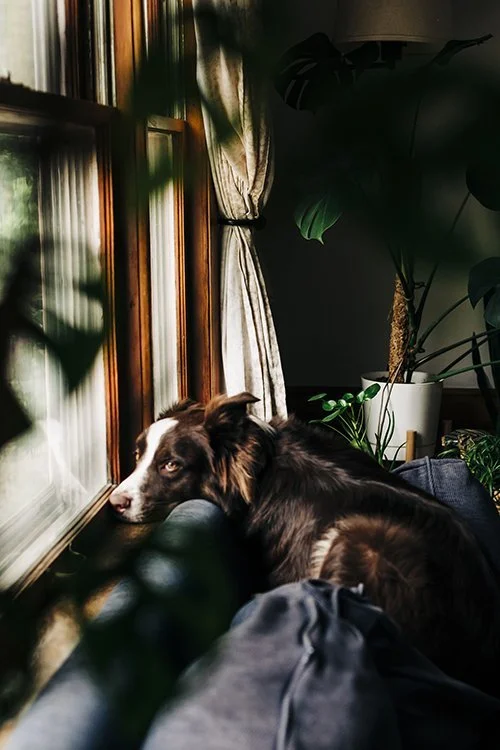 chicago-pet-photographer-courtney-laper©COPYRIGHTCMP2022-24.jpeg