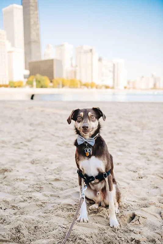 chicago-pet-photographer-courtney-laper©COPYRIGHTCMP2022-61.jpeg