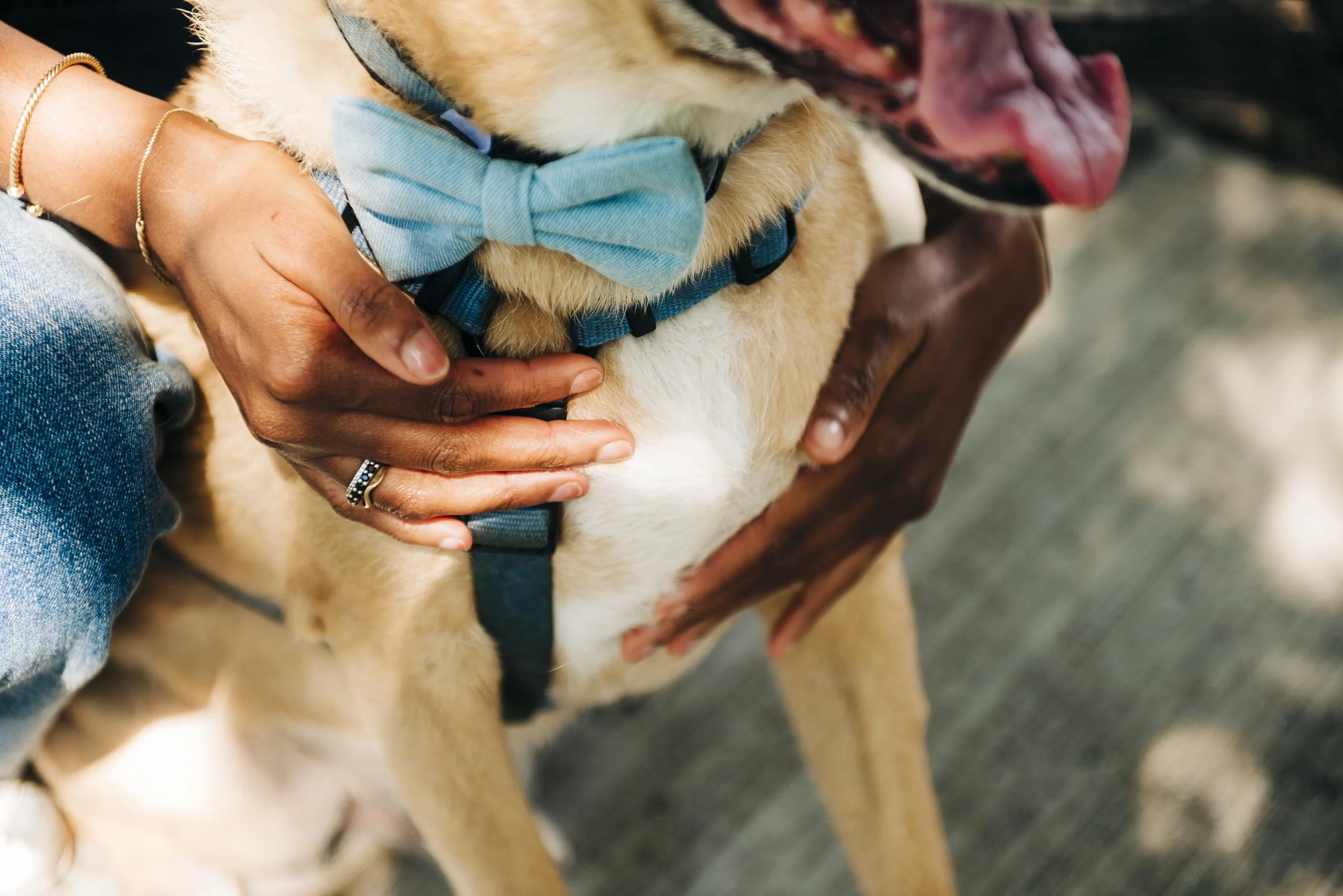 chicago-pet-maternity-newborn-photographer-courtney-laper-2025©CopyrightCLP-3631.jpg