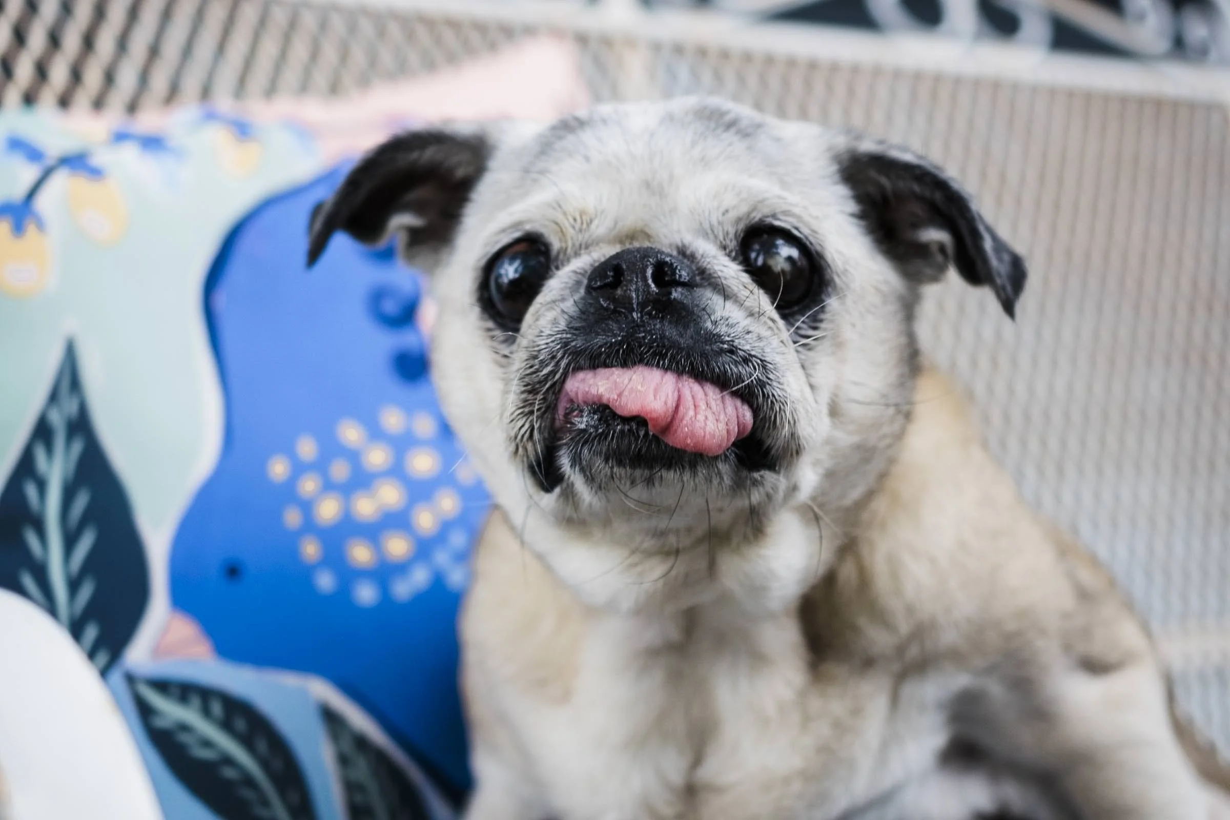 chicago-and-madison-pet-photographer-courtney-laper-2025©CopyrightCLP-47.jpg