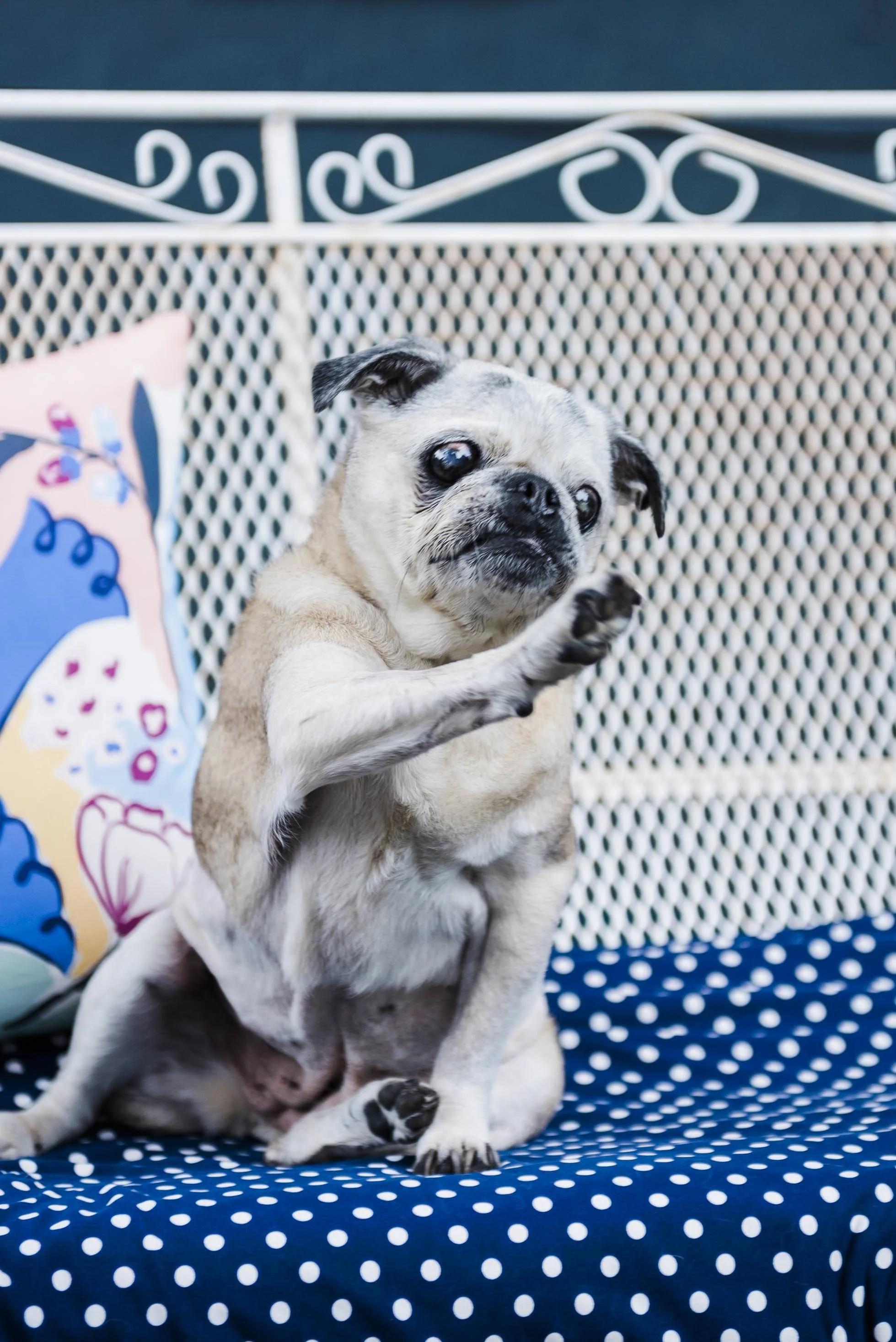 chicago-and-madison-pet-photographer-courtney-laper-2025©CopyrightCLP-20.jpg