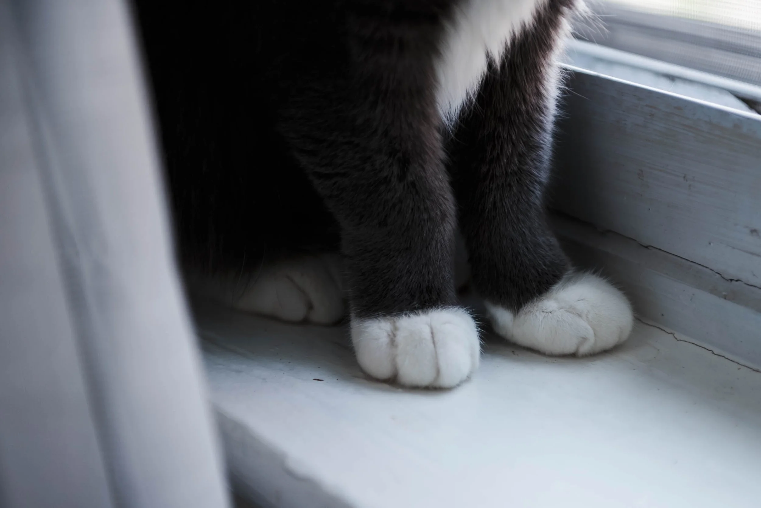 chicago-and-madison-pet-photographer-courtney-laper-2025©CopyrightCLP-115.jpg