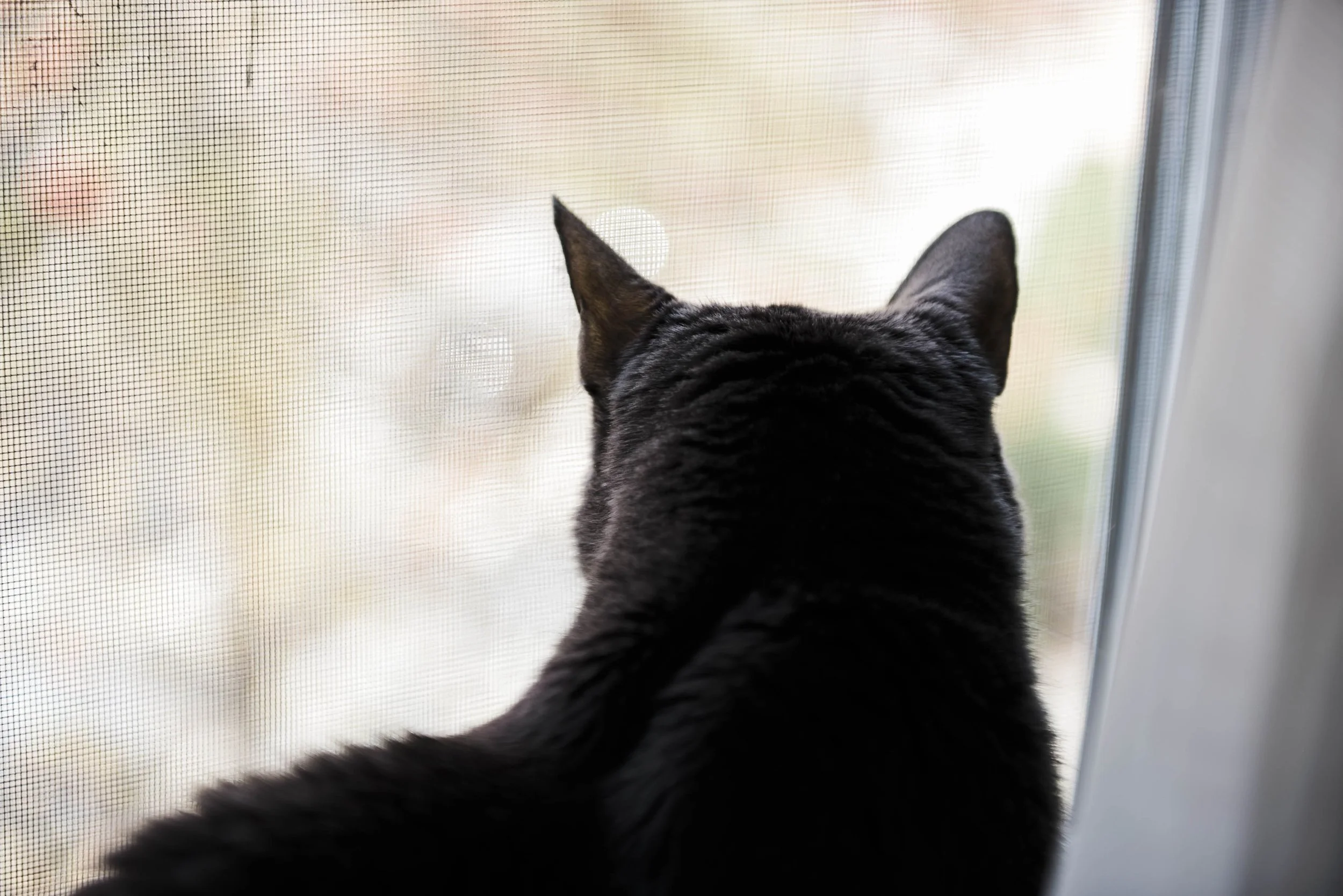 chicago-and-madison-pet-photographer-courtney-laper-2025©CopyrightCLP-110.jpg