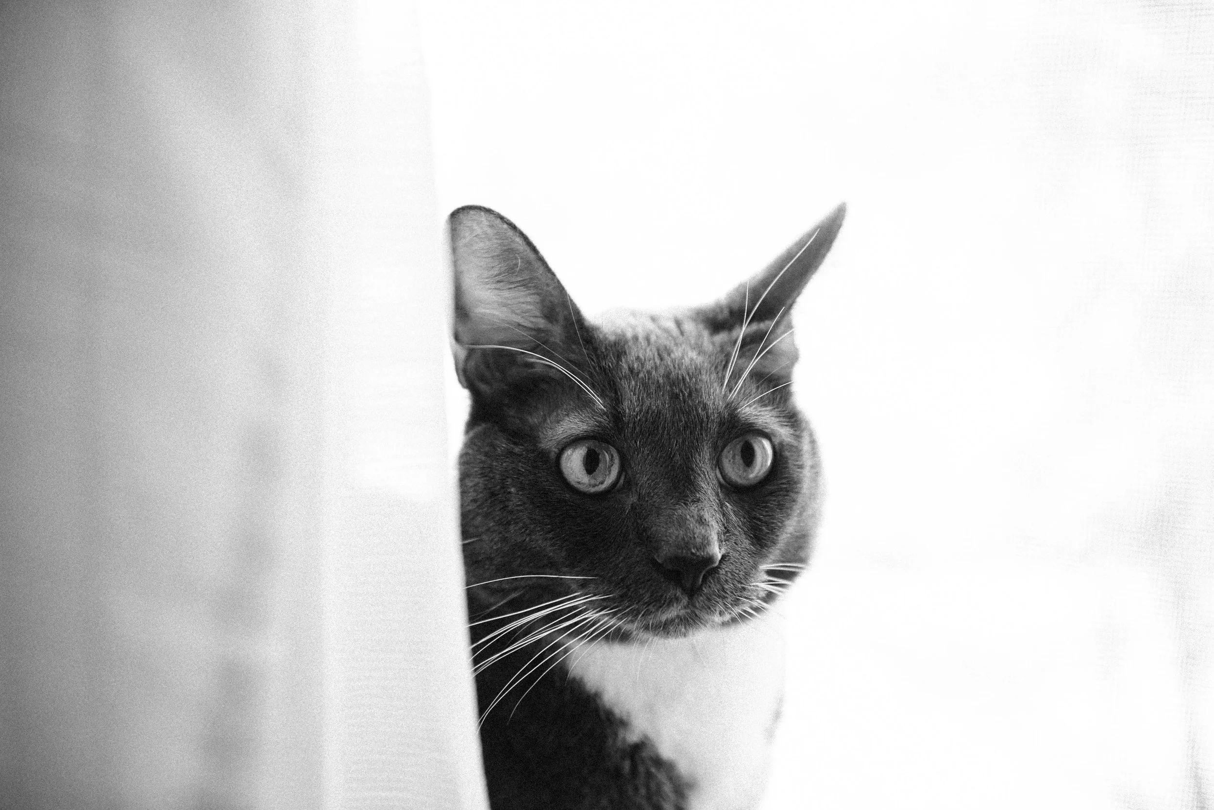 chicago-and-madison-pet-photographer-courtney-laper-2025©CopyrightCLP-116.jpg