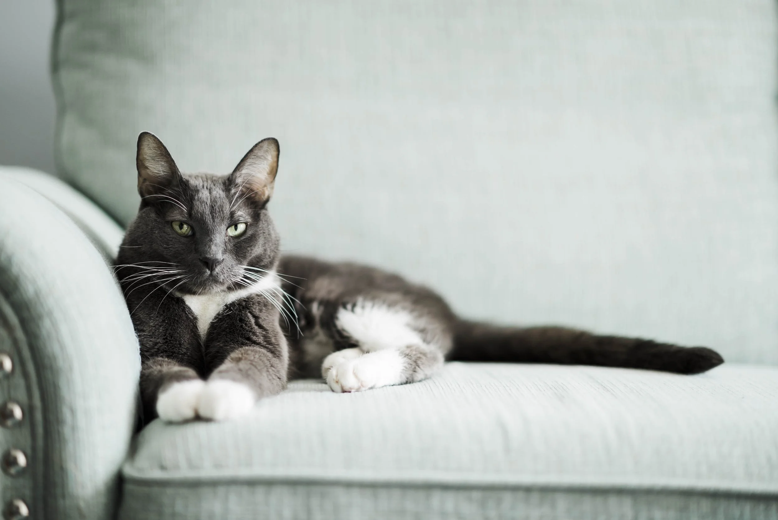 chicago-and-madison-pet-photographer-courtney-laper-2025©CopyrightCLP-315.jpg