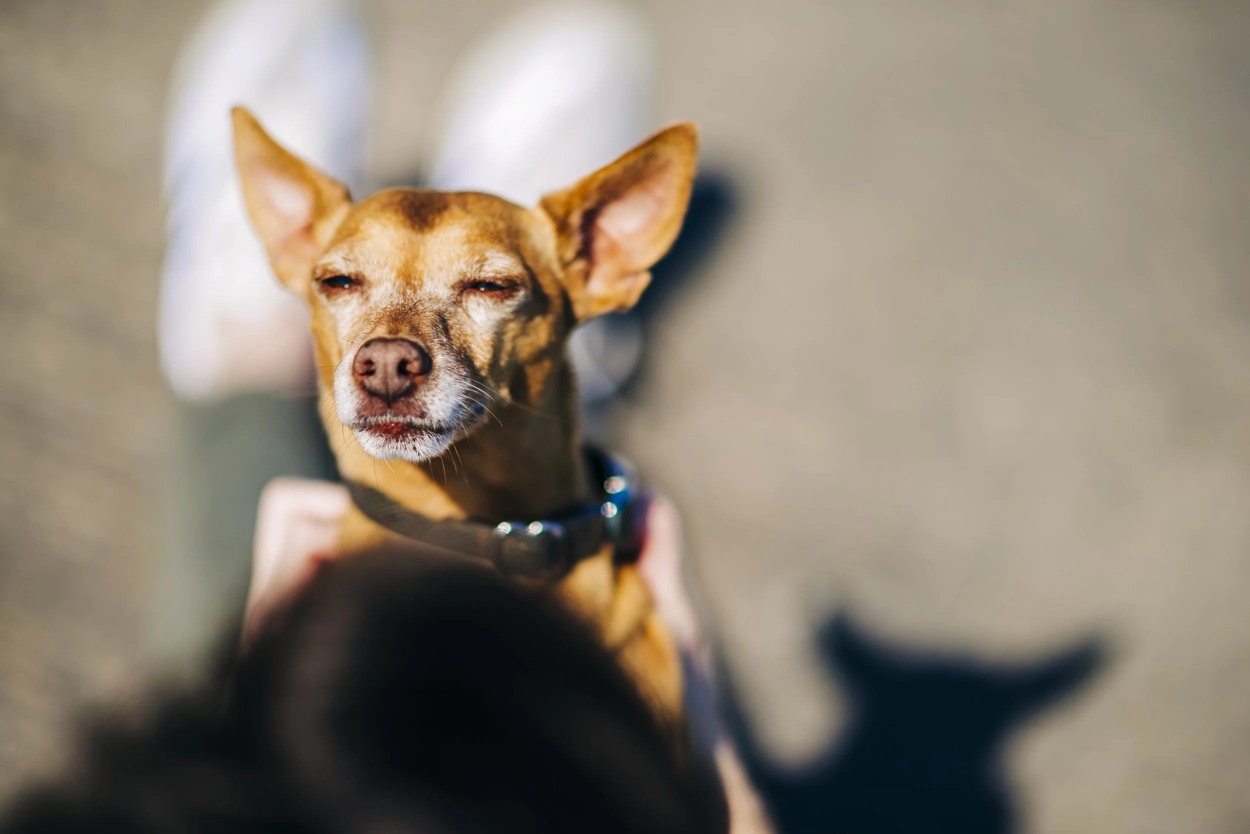 chicago-end-of-life-pet-photography©Copyright2026CourtneyLaperPhotography-CLP10.jpg