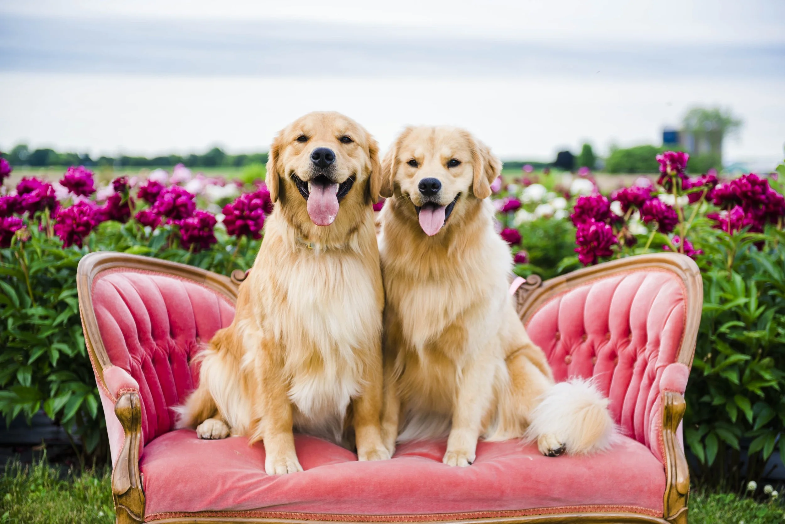 ChicagoDogPhotographer©Copyright2026CourtneyLaperPhotography-CLP8406-1.jpg