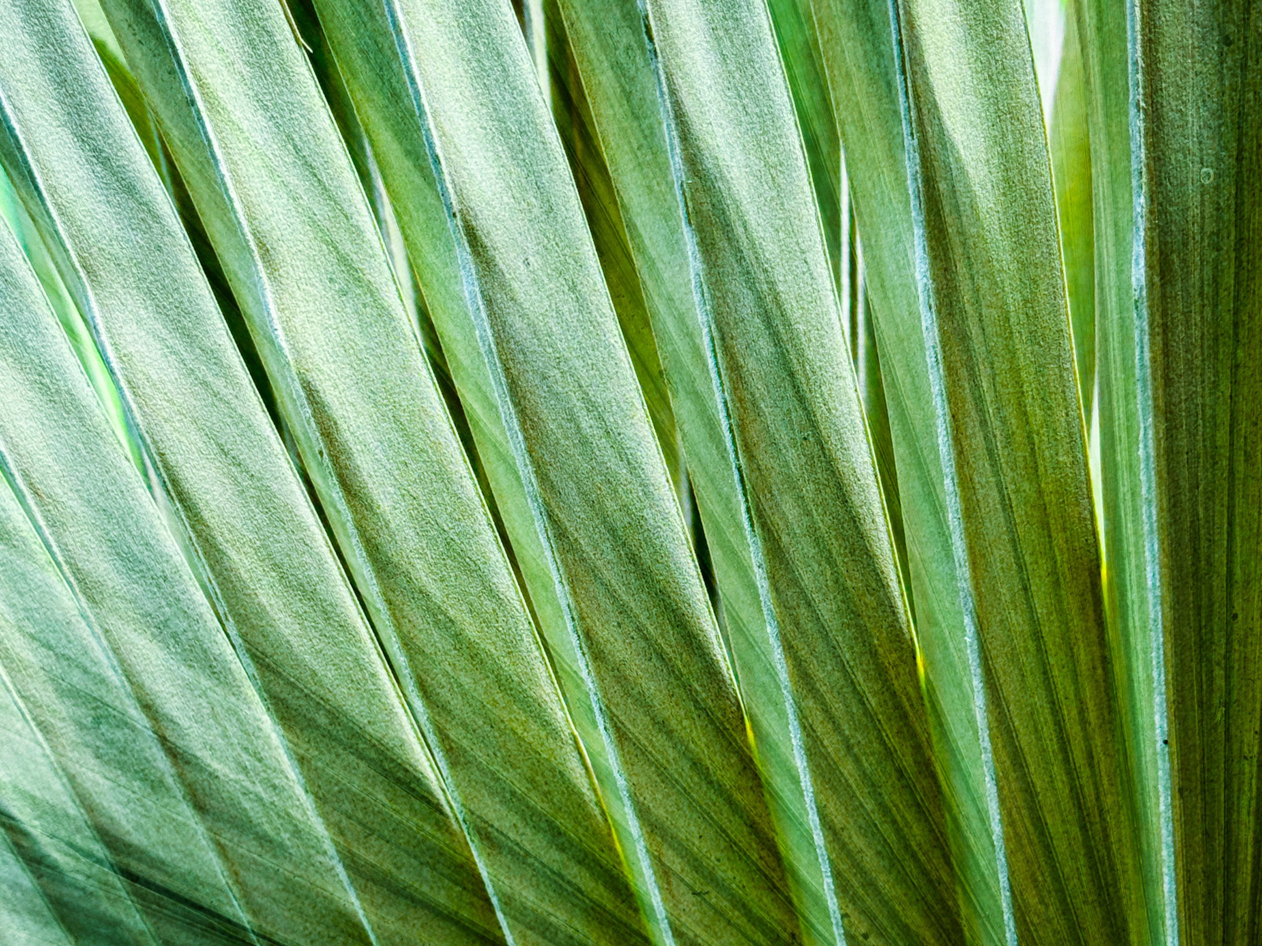 palms-2.jpg